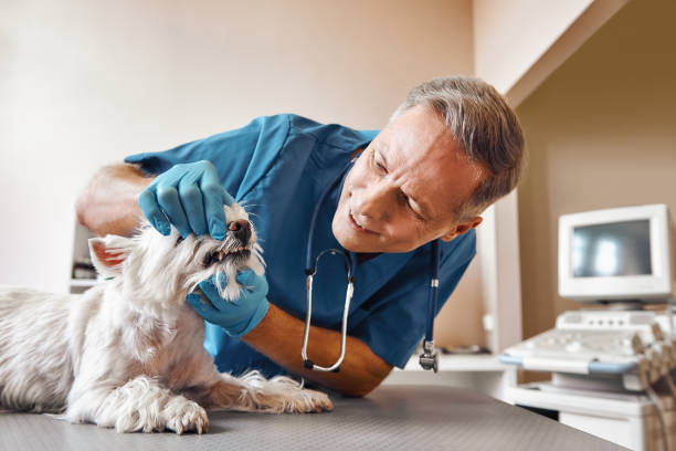 Professional Emergency Dental Service in CO